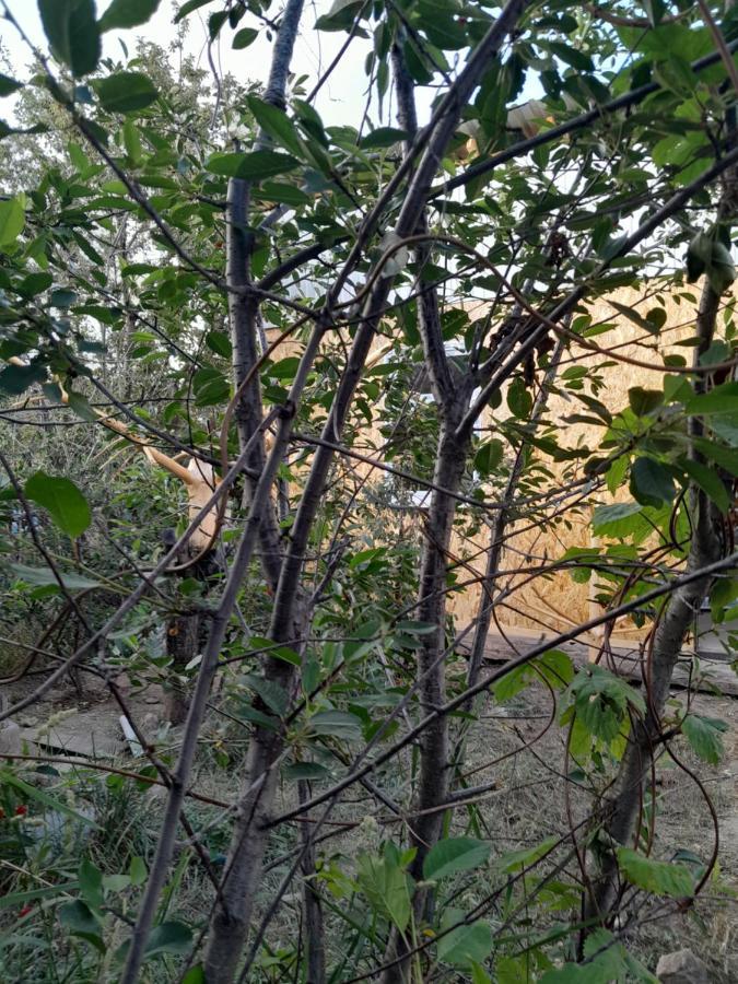 Waterfall In The Yard 卡拉科尔 外观 照片